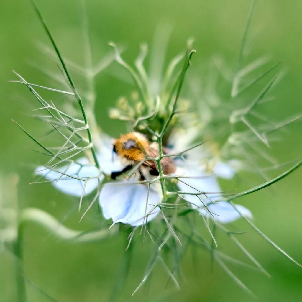 JORA DAHL Saatgutkollektion für Blumensträuße blautöne mit weiß