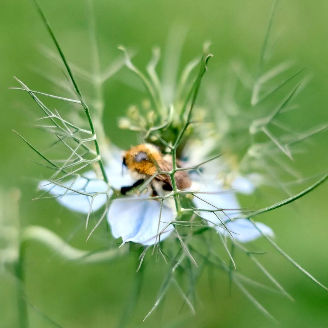 JORA DAHL Saatgutkollektion für Blumensträuße blautöne mit weiß