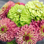 JORA DAHL Saatgutkollektion für Blumensträuße Zinnia